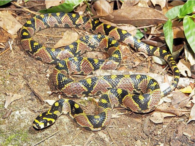Mandarine Rat Snake found in Mizoram forest | मिझोरमच्या जंगलात आढळला ‘मॅन्डारीन रॅट स्नेक’, वन्यजीव संशोधक अशहर खान यांचे यशस्वी संशोधन Mandarine Rat Snake found in Mizoram forest | मिझोरमच्या जंगलात आढळला ‘मॅन्डारीन रॅट स्नेक’, वन्यजीव संशोधक अशहर खान यांचे यशस्वी संशोधन