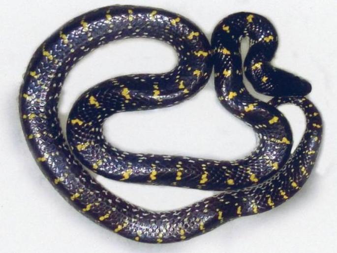 Old death by snake bite | सर्पदंशाने वृद्धाचा मृत्यू Old death by snake bite | सर्पदंशाने वृद्धाचा मृत्यू