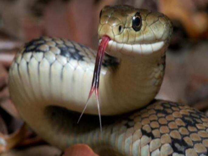 Snakeless country why are there no snakes in Ireland | एक असा देश जिथे अजिबातच आढळत नाहीत साप, जाणून घ्या कारण.... Snakeless country why are there no snakes in Ireland | एक असा देश जिथे अजिबातच आढळत नाहीत साप, जाणून घ्या कारण....