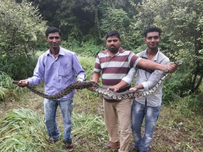 on Nagapanchami festival eight-feet gallant get life | नागपंचमी दिनी आठ फुटी अजगराला मिळाले जीवदान