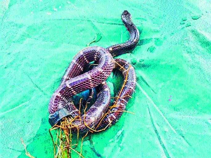 IT veteran survivor | आयटीनगरीत सापाला जीवदान IT veteran survivor | आयटीनगरीत सापाला जीवदान