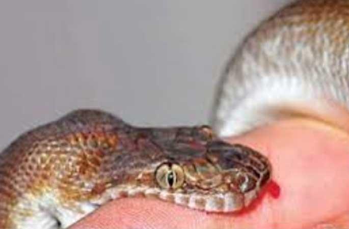 Shocking; Dare done without information; The young man was bitten by a poisonous snake | धक्कादायक; माहिती नसताना केले धाडस; विषारी सापाने घेतला तरूणाला दंश Shocking; Dare done without information; The young man was bitten by a poisonous snake | धक्कादायक; माहिती नसताना केले धाडस; विषारी सापाने घेतला तरूणाला दंश