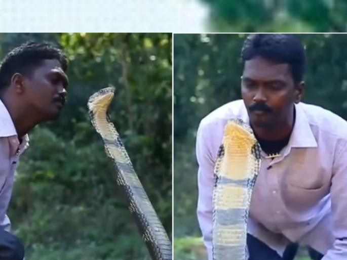 person was trying to kiss a venomous snake video viral | एक व्यक्ती विषारी नागाचे चुंबन घेण्याच्या होता प्रयत्नात, अन् पुढ झालं भयंकर...; व्हिडिओ व्हायरल person was trying to kiss a venomous snake video viral | एक व्यक्ती विषारी नागाचे चुंबन घेण्याच्या होता प्रयत्नात, अन् पुढ झालं भयंकर...; व्हिडिओ व्हायरल