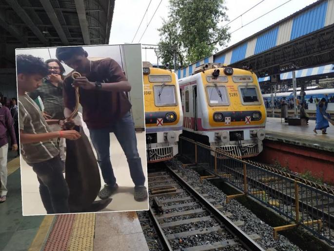 A snake entered the railway hospital at Kalyan | कल्याण येथील रेल्वे हॉस्पिटलमध्ये साप शिरला A snake entered the railway hospital at Kalyan | कल्याण येथील रेल्वे हॉस्पिटलमध्ये साप शिरला