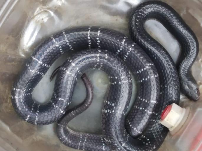 Snake circulation increased in rural areas of Washim district | ग्रामीण भागांत सापांचा संचार वाढला; १८ दिवसांत ४४ सापांना जीवदान 