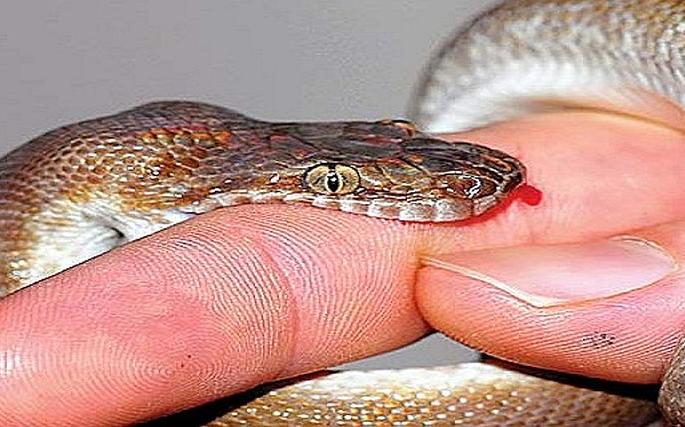 Snakebite for the person in Chalisgaon taluka | चाळीसगाव तालुक्यातील तरुणाला सर्पदंश Snakebite for the person in Chalisgaon taluka | चाळीसगाव तालुक्यातील तरुणाला सर्पदंश