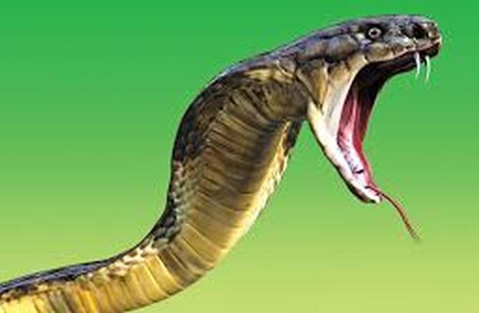 484 people were bitten by snakes in Washim district | वाशिम जिल्ह्यात ४८१ जणांना सर्पदंश 484 people were bitten by snakes in Washim district | वाशिम जिल्ह्यात ४८१ जणांना सर्पदंश