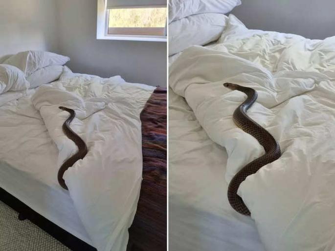Australian Woman Finds Highly Venomous 6-Foot-Long Snake Slithering In Her Bed | बेडशीट बदलण्यासाठी रूममध्ये गेली महिला; अंथरूणावर दिसला भलामोठा विषारी साप मग... Australian Woman Finds Highly Venomous 6-Foot-Long Snake Slithering In Her Bed | बेडशीट बदलण्यासाठी रूममध्ये गेली महिला; अंथरूणावर दिसला भलामोठा विषारी साप मग...