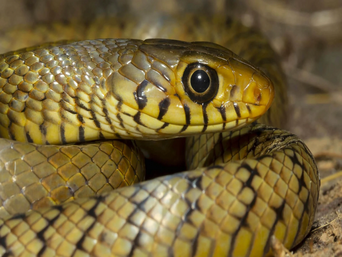 One was bitten by a snake while working in the brick kiln and the other in the field | एकाला वीटभट्टीवर तर दुसऱ्याला शेतात काम करताना सापानं डंख मारला One was bitten by a snake while working in the brick kiln and the other in the field | एकाला वीटभट्टीवर तर दुसऱ्याला शेतात काम करताना सापानं डंख मारला