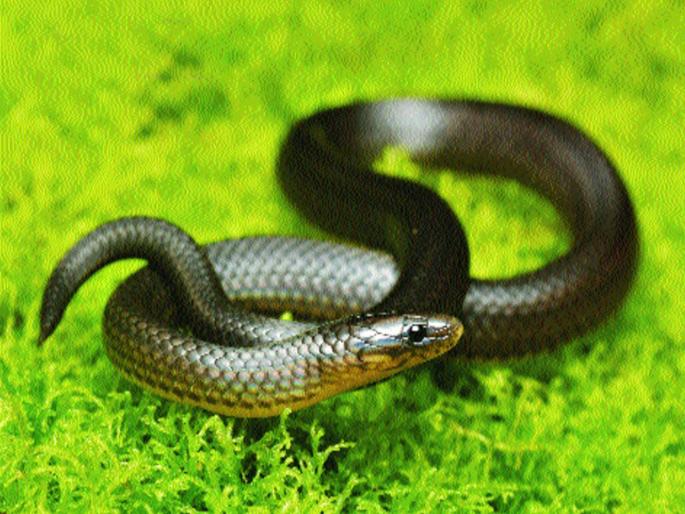 woman was bitten by snake the family reached the hospital with snake auraiya | बापरे बाप! कोणता साप चावला? डॉक्टरांनी प्रश्न विचारताच नातेवाईकांनी रुग्णालयात उघडली गोणी अन्... woman was bitten by snake the family reached the hospital with snake auraiya | बापरे बाप! कोणता साप चावला? डॉक्टरांनी प्रश्न विचारताच नातेवाईकांनी रुग्णालयात उघडली गोणी अन्...