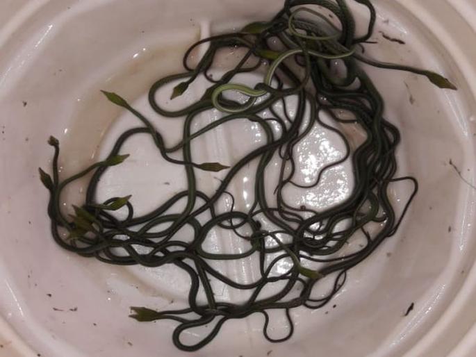 Harntol snake given birth to 23 puppets in house of man | बाप रे बाप हरणटोळ साप, घराच्या खोलीतच दिला 23 पिल्लांना जन्म Harntol snake given birth to 23 puppets in house of man | बाप रे बाप हरणटोळ साप, घराच्या खोलीतच दिला 23 पिल्लांना जन्म