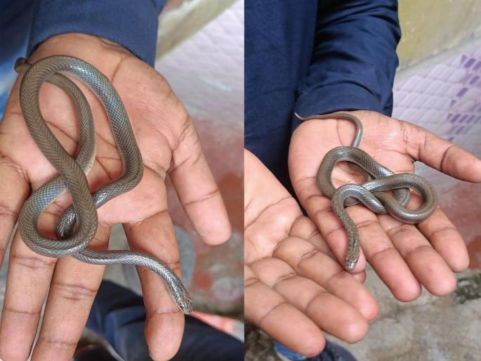 Rare smooth snake found in beed Bypass Bambatnagar! | बायपास बंबटनगर येथे आढळला दुर्मीळ मृदुकाय साप! Rare smooth snake found in beed Bypass Bambatnagar! | बायपास बंबटनगर येथे आढळला दुर्मीळ मृदुकाय साप!