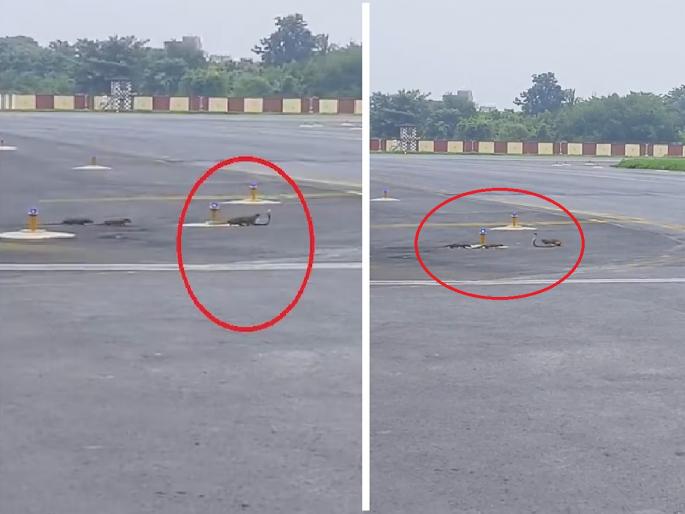Snake vs Mongoose Fight Three mongooses clash with cobras at the airport | विमानतळावर तीन मुंगूस कोब्राशी भिडले; थरारक व्हिडिओ सोशल मीडियावर व्हायरल... Snake vs Mongoose Fight Three mongooses clash with cobras at the airport | विमानतळावर तीन मुंगूस कोब्राशी भिडले; थरारक व्हिडिओ सोशल मीडियावर व्हायरल...