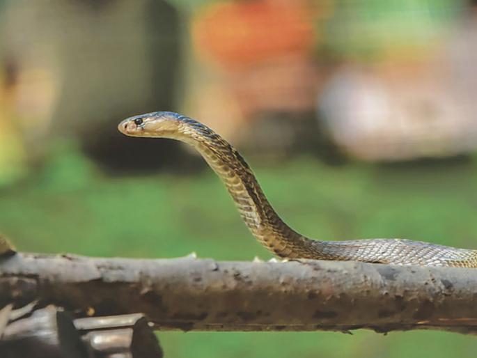 In five months, 1103 people were bitten by snakes in Amravati, two died | अमरावतीत पाच महिन्यांत ११०३ नागरिकांना सर्पदंश, दोघांचा मृत्यू In five months, 1103 people were bitten by snakes in Amravati, two died | अमरावतीत पाच महिन्यांत ११०३ नागरिकांना सर्पदंश, दोघांचा मृत्यू