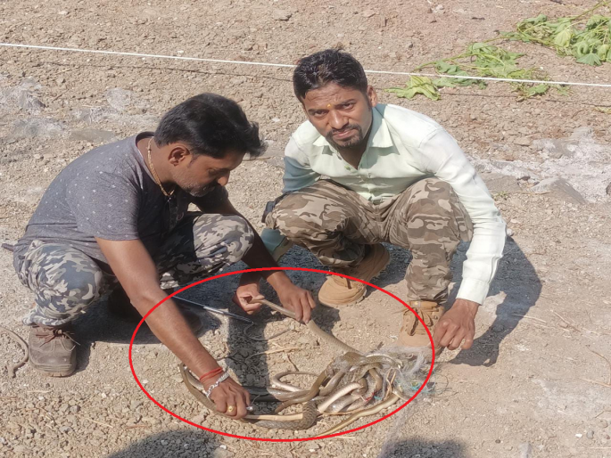 Cast a net to catch fish and 20 snakes got stuck in it, the fisherman lost his mind! | Video: मासे पकडण्यासाठी जाळे टाकले अन् त्यात 20 साप अडकले, मच्छीमाराची उडाली भंबेरी! Cast a net to catch fish and 20 snakes got stuck in it, the fisherman lost his mind! | Video: मासे पकडण्यासाठी जाळे टाकले अन् त्यात 20 साप अडकले, मच्छीमाराची उडाली भंबेरी!