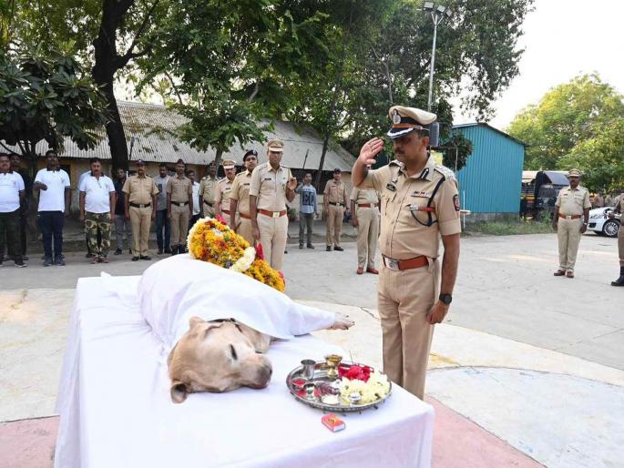 Death of a dog named 'Shaan' in Amravati, Police saddened | सेवानिवृत्तीच्या उंबरठ्यावर अन् 'शान'ने घेतला अखेरचा निरोप; पोलिस आयुक्तही गहिवरले Death of a dog named 'Shaan' in Amravati, Police saddened | सेवानिवृत्तीच्या उंबरठ्यावर अन् 'शान'ने घेतला अखेरचा निरोप; पोलिस आयुक्तही गहिवरले