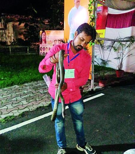 Snake found three times in Ramgiris and two times in the Munda's bungalow | रामगिरीवर तीन तर मुंडेंच्या बंगल्यात दोन वेळा निघाले साप