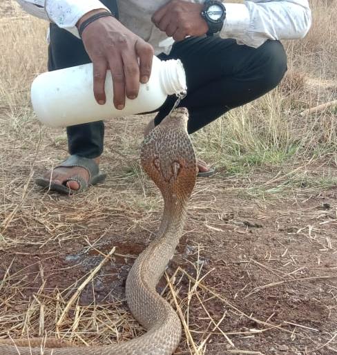Chakka Nag went under the seat of the walking motorcycle | चालत्या मोटारसायकलच्या सिटखाली निघाला चक्क नाग