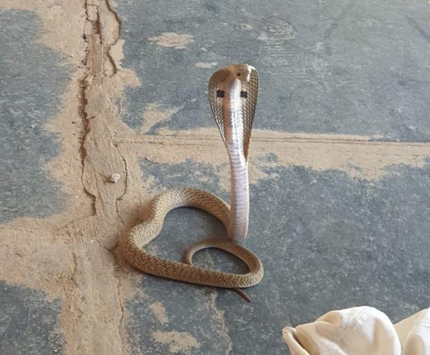 CoronaVirus Lockdown: When a snake enters a quarantine room | CoronaVirus Lockdown : क्वारन्टाईन खोलीत नाग घुसतो तेव्हा CoronaVirus Lockdown: When a snake enters a quarantine room | CoronaVirus Lockdown : क्वारन्टाईन खोलीत नाग घुसतो तेव्हा