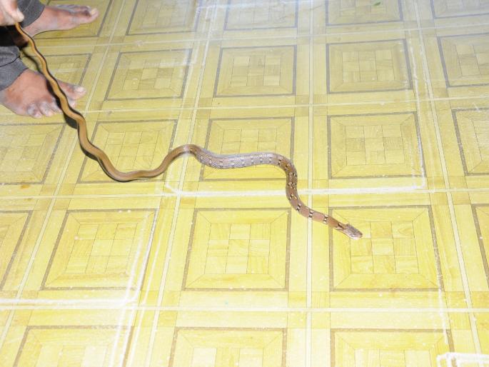 Extremely rare pirate smugglers found in chicotra valley | चिकोत्रा खोऱ्यांत सापडला आतिशय  दुर्मिळ पहाडी तस्कर