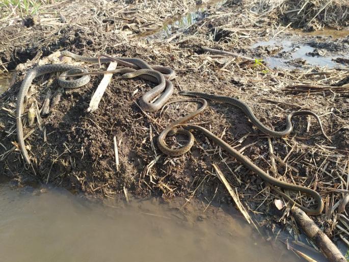 Six Dhiwad snakes came out of the water | पाण्याच्या टी मधून निघाले सहा धीवड जातीचे साप Six Dhiwad snakes came out of the water | पाण्याच्या टी मधून निघाले सहा धीवड जातीचे साप