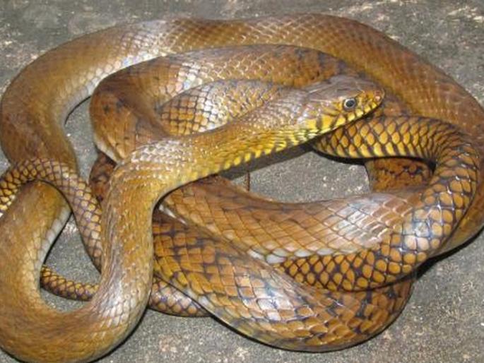 The fiery game of non-trained serpents started | प्रशिक्षण नसलेल्या सर्पमित्रांचा जीवाशी खेळ सुरूच