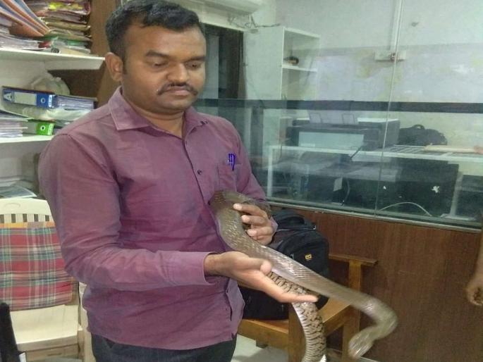 As a child snake became a snake and it caught around 3,000 snakes | लहानपणी सर्पदंश झाला अन् त्यानं तब्बल ४ हजार सर्प पकडले As a child snake became a snake and it caught around 3,000 snakes | लहानपणी सर्पदंश झाला अन् त्यानं तब्बल ४ हजार सर्प पकडले