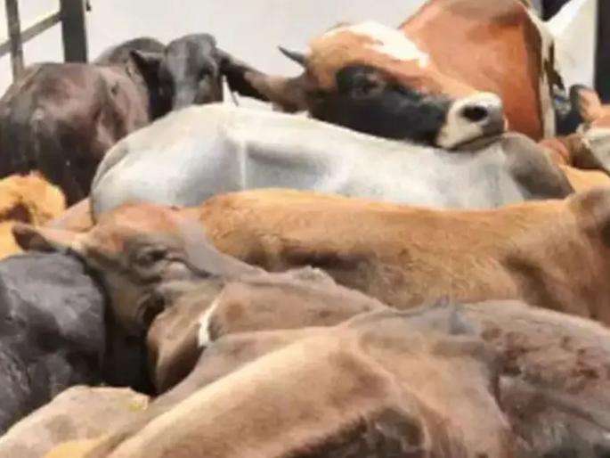 Mob attack in Madhya Pradesh over alleged cow-trafficking; one died of Maharashtra | गो-तस्करीच्या आरोपावरून मध्य प्रदेशात जमावाचा हल्ला; महाराष्ट्रातील एक जण मृत्युमुखी 