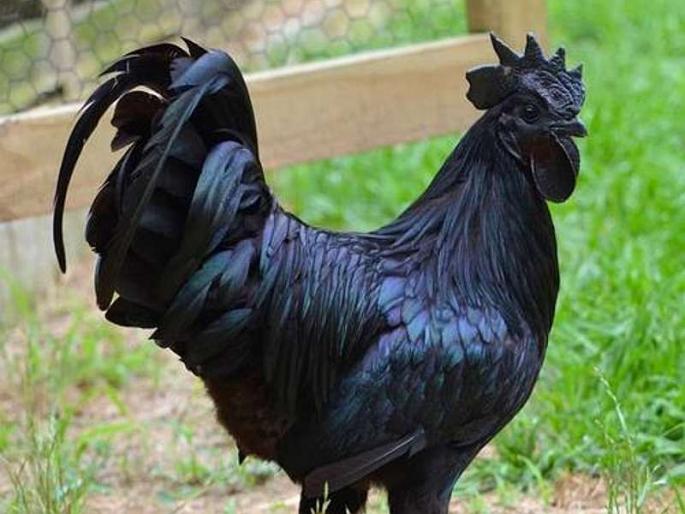 Let Kadaknath host a banquet for cinefilmstar, letter to CM for demand to feed kadaknath to film stars at iifa award | बॉलिवूडच्या सिनेतारकांना 'कडकनाथ' कोंबड्याची मेजवानी द्या, मुख्यमंत्र्यांना पत्र Let Kadaknath host a banquet for cinefilmstar, letter to CM for demand to feed kadaknath to film stars at iifa award | बॉलिवूडच्या सिनेतारकांना 'कडकनाथ' कोंबड्याची मेजवानी द्या, मुख्यमंत्र्यांना पत्र