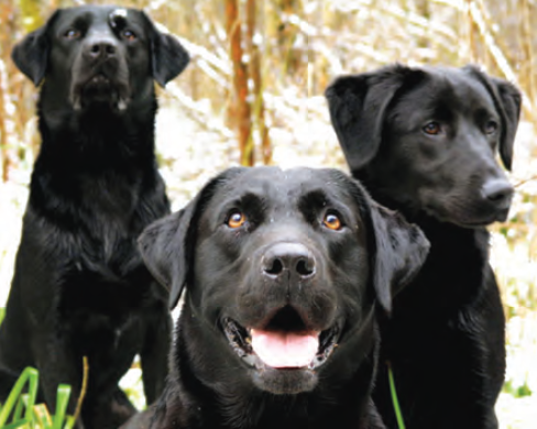 What is the policy of retired dogs in the Armed Forces? | सशस्त्र दलांतील निवृत्त श्वानांबाबत काय धोरण आहे? What is the policy of retired dogs in the Armed Forces? | सशस्त्र दलांतील निवृत्त श्वानांबाबत काय धोरण आहे?