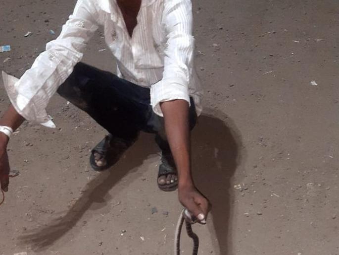 Young man dies due to snake bite | मण्यार जातीच्या सापांची जोडी पकडणे बेतले युवकाच्या जीवावर Young man dies due to snake bite | मण्यार जातीच्या सापांची जोडी पकडणे बेतले युवकाच्या जीवावर