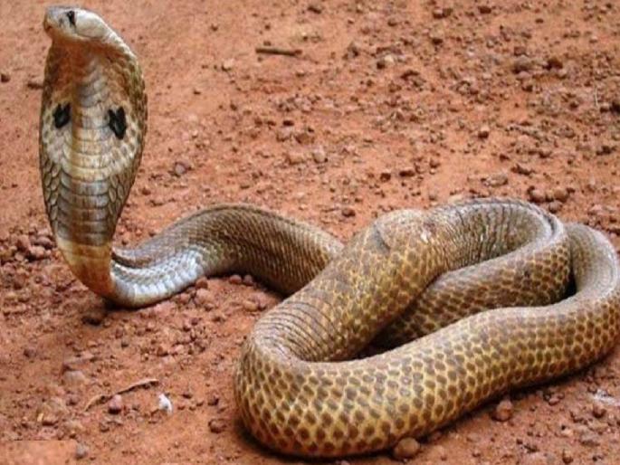 Nag Panchami Special The snake a friend of farmers is being seen as an enemy | नागपंचमी विशेष: दिसला साप की ठेचा डोकं, असं कशाला?  Nag Panchami Special The snake a friend of farmers is being seen as an enemy | नागपंचमी विशेष: दिसला साप की ठेचा डोकं, असं कशाला?