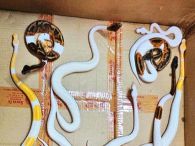 9 Pythons, 2 Corn Snakes in Airline Biscuits, Cake Packets | विमान प्रवाशाच्या बिस्कीट, केकच्या पाकिटात ९ अजगर, २ कॉर्न साप 9 Pythons, 2 Corn Snakes in Airline Biscuits, Cake Packets | विमान प्रवाशाच्या बिस्कीट, केकच्या पाकिटात ९ अजगर, २ कॉर्न साप