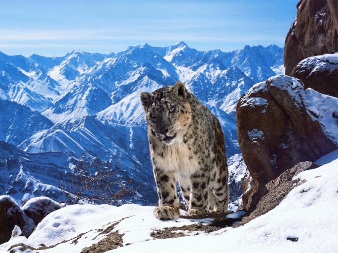 In the Himalayas, the shimmering snow-capped hammer chapel faces the camera | हिमालयाच्या कुशीत लाजाळू हिमबिबट्याची भीड चेपली कॅमेऱ्यासमोर