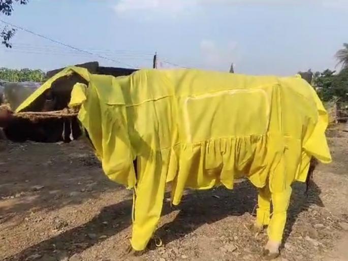 Farmer Finds Cure for Lumpy Disease; PPE kit made for animals | शेतकऱ्याने लंपी रोगावर शोधला उपाय; जनावरांसाठी बनवलं पीपीई किट Farmer Finds Cure for Lumpy Disease; PPE kit made for animals | शेतकऱ्याने लंपी रोगावर शोधला उपाय; जनावरांसाठी बनवलं पीपीई किट