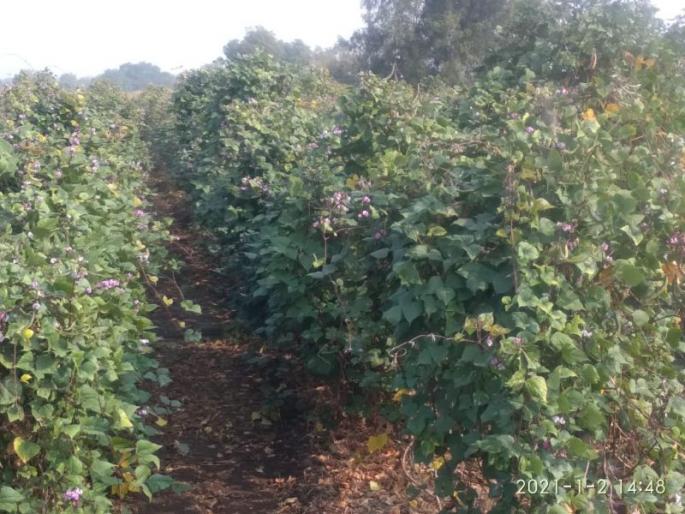 Successful experiment of walnuts as intercrop in soybean | सोयाबीनमध्ये आंतर पीक म्हणून वाल शेंगाचा यशस्वी प्रयोग  Successful experiment of walnuts as intercrop in soybean | सोयाबीनमध्ये आंतर पीक म्हणून वाल शेंगाचा यशस्वी प्रयोग