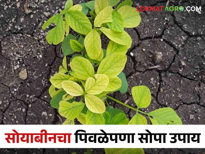 Yellowing of soybeans do this simple solution | सोयाबीनमध्ये पिवळेपणा आलाय करा हे सोपे उपाय Yellowing of soybeans do this simple solution | सोयाबीनमध्ये पिवळेपणा आलाय करा हे सोपे उपाय