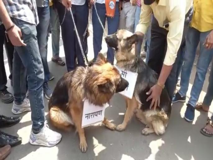 Sachin Vaze: Shiv sena Agitations Against Rane Family over Allegations on Varun Sardesai at Nashik | Rane vs Shivsena: राणे अन् शिवसेना संघर्ष पेटला; शिवसैनिकांकडून भाजपा कार्यालयात कुत्रे सोडण्याचा प्रयत्न