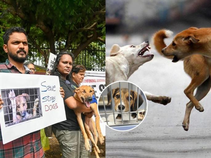 What is happening in Delhi? Fear or concern for stray dogs? Terror or love? - Who exactly is at fault ? | भटक्या कुत्र्यांची भीती की काळजी? दहशत की प्रेम?-नेमकं चुकतंय कुठं आणि कुणाचं..?