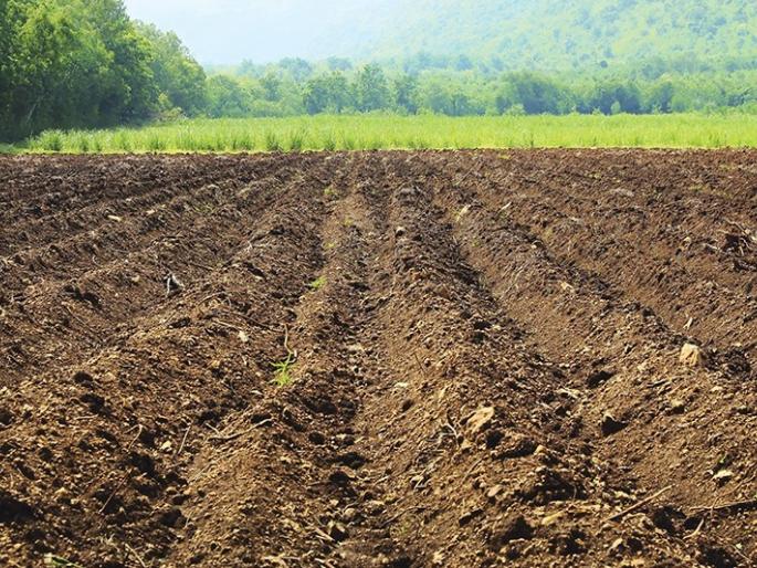 In Vidarbha soil, decrease nitrogen, phosphorus, zinc! | विदर्भातील जमिनीत अन्नद्रव्य,स्फ ूरद,जस्त घटले ! In Vidarbha soil, decrease nitrogen, phosphorus, zinc! | विदर्भातील जमिनीत अन्नद्रव्य,स्फ ूरद,जस्त घटले !