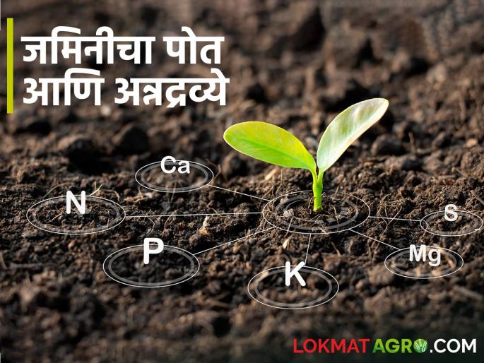 If organic fertilizer is given, the soil will become gold; The crop production increase | जैविक खत द्याल तर जमिनीचे होईल सोने; पीक येईल मोत्यावानी If organic fertilizer is given, the soil will become gold; The crop production increase | जैविक खत द्याल तर जमिनीचे होईल सोने; पीक येईल मोत्यावानी