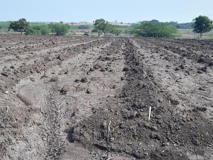 Yield reduction due to herbicides | तण नाशकांमुळे उत्पन्नात घट Yield reduction due to herbicides | तण नाशकांमुळे उत्पन्नात घट