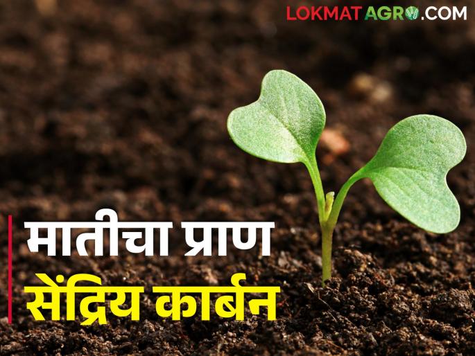 If you want to increase crop production, how can you increase organic carbon in the soil? | वाढवायचे असेल पिक उत्पादन तर जमिनीत कसा आणावा सेंद्रिय कार्बन If you want to increase crop production, how can you increase organic carbon in the soil? | वाढवायचे असेल पिक उत्पादन तर जमिनीत कसा आणावा सेंद्रिय कार्बन