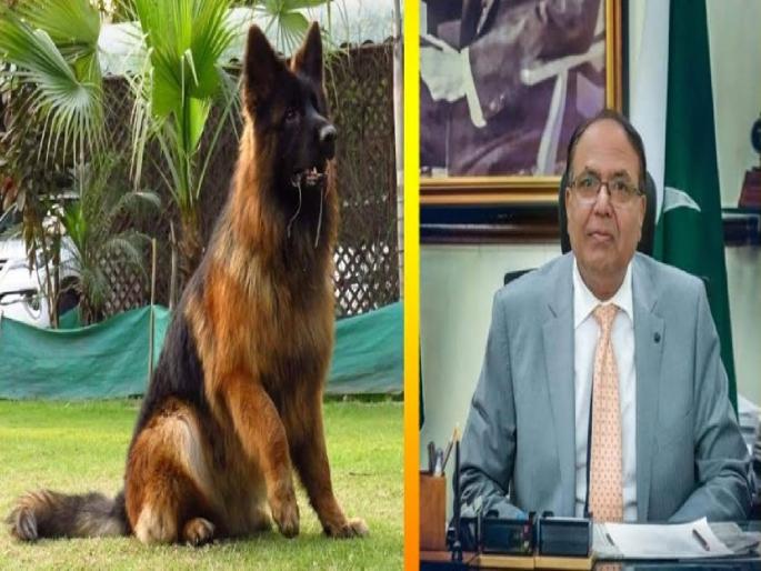 Gujaranwala Commissioner dog raises 'tension'; 4 lakh dogs lost in house hunts in Pakistan | आयुक्तांच्या श्वानाने वाढविले ‘टेन्शन’; पाकिस्तानात घराेघरी शाेधाशाेध, ४ लाखांचा श्वान हरवला Gujaranwala Commissioner dog raises 'tension'; 4 lakh dogs lost in house hunts in Pakistan | आयुक्तांच्या श्वानाने वाढविले ‘टेन्शन’; पाकिस्तानात घराेघरी शाेधाशाेध, ४ लाखांचा श्वान हरवला