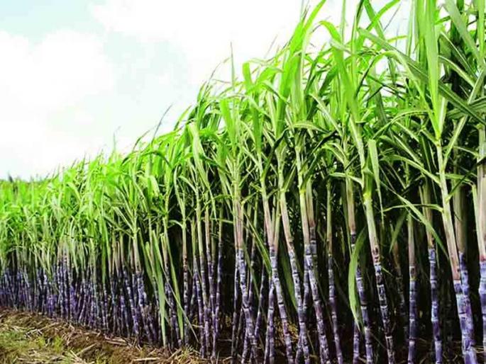 39 lakh tonnes of sugarcane bagasse in the sangli district; 41.67 lakh quintal sugar production | जिल्ह्यातील ३९ लाख टन उसाचे गाळप; ४१.६७ लाख क्विंटल साखरेचे उत्पादन