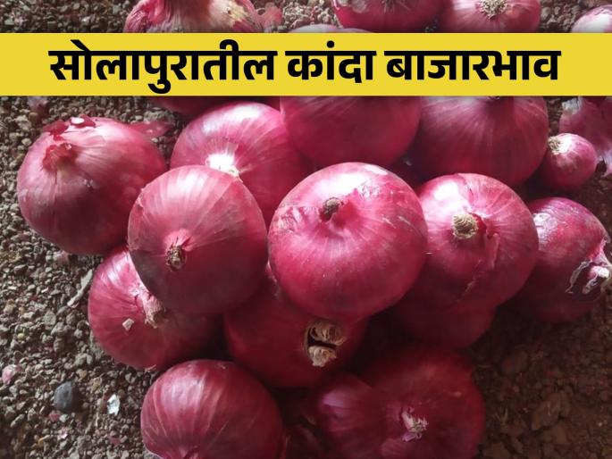 A record 1225 truckloads of onions have arrived in Solapur Agricultural Produce Market Committee this season | सोलापूर कृषी उत्पन्न बाजार समितीत यंदाच्या हंगामातील विक्रमी १२२५ ट्रक कांद्याची आवक A record 1225 truckloads of onions have arrived in Solapur Agricultural Produce Market Committee this season | सोलापूर कृषी उत्पन्न बाजार समितीत यंदाच्या हंगामातील विक्रमी १२२५ ट्रक कांद्याची आवक