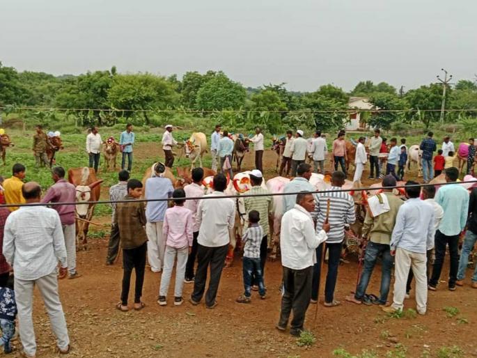 Pola festival is in full swing in Washim district | सर्जा-राजाच्या जोडीने वेधले लक्ष; वाशिम जिल्ह्यात पोळा सण उत्साहात Pola festival is in full swing in Washim district | सर्जा-राजाच्या जोडीने वेधले लक्ष; वाशिम जिल्ह्यात पोळा सण उत्साहात