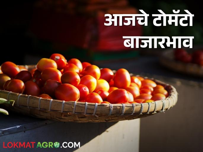 Latest News Tomato Market price in Pune, Nashik, Solapur markets see today's market prices | Tomato Market : पुणे, नाशिक, सोलापूर बाजारात टोमॅटोला काय भाव? वाचा आजचे बाजारभाव Latest News Tomato Market price in Pune, Nashik, Solapur markets see today's market prices | Tomato Market : पुणे, नाशिक, सोलापूर बाजारात टोमॅटोला काय भाव? वाचा आजचे बाजारभाव