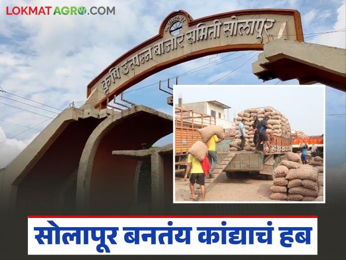 Solapur AMPC : Solapur Agricultural Produce Market Committee will soon become a major center for onion trading | Solapur AMPC : सोलापूर कृषी उत्पन्न बाजार समिती लवकरच कांदा व्यापाराचे प्रमुख केंद्र बनणार