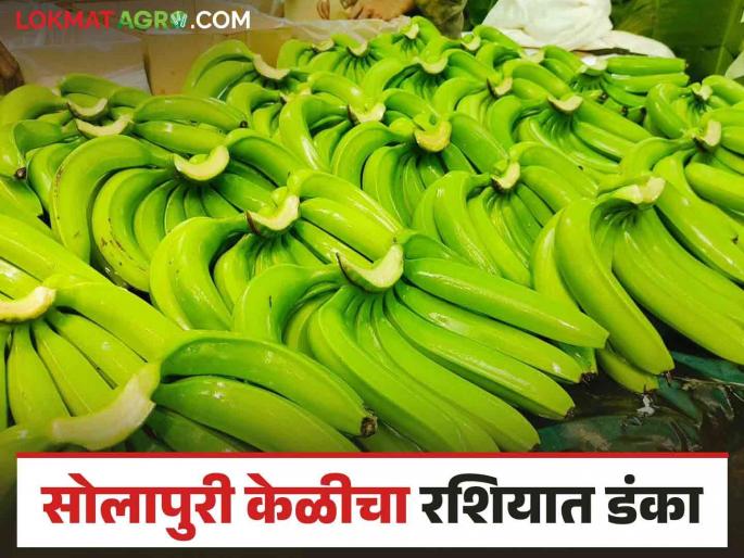 Solapur Banana Export : Along with the Gulf countries Solapuri bananas are now in the Russian market | Solapur Banana Export : आखाती देशांबरोबर सोलापुरी केळी आता रशियाच्या बाजारात Solapur Banana Export : Along with the Gulf countries Solapuri bananas are now in the Russian market | Solapur Banana Export : आखाती देशांबरोबर सोलापुरी केळी आता रशियाच्या बाजारात